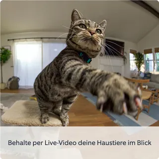 RING Pan-Tilt Camera Voor Huisdieren 360 Graden 30 Dagen Opslag — miniatuur 3