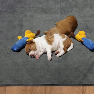 Wasbare Trainingspads voor Puppy's 90x60cm Snel Absorberend
