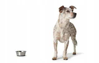 Hunter Voer- en Waterbak Hond Metaal 190ml — miniatuur 4
