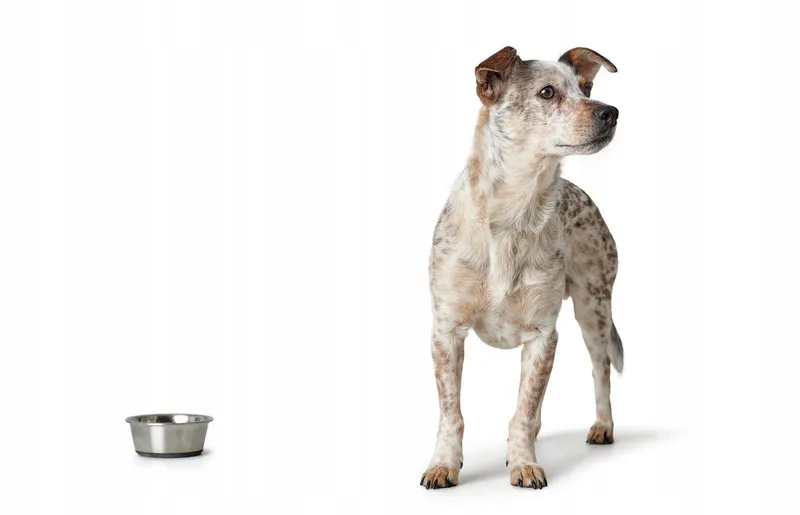 Hunter Voer- en Waterbak Hond Metaal 190ml — foto 4