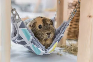 TRIXIE Huisje voor Dieren met Hangmat Sunny Kleurrijk Grijs 28x24x28cm — miniatuur 2