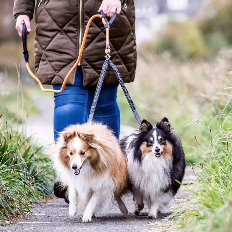 SWEETIE Hondenriem Splitter Dubbel Schokabsorberend Klein Middel — foto 9